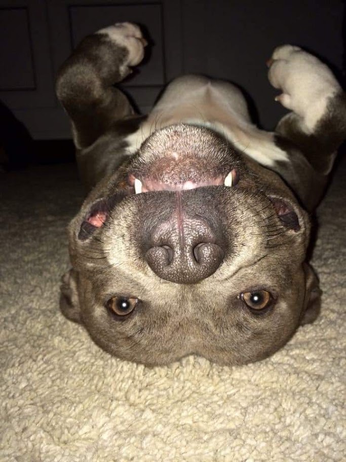 Staffordshire Bull Terrier del criadero Shurima Klan