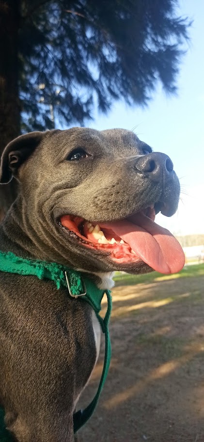 Laila, hembra Staffordshire Bull Terrier del criadero Shurima Klan