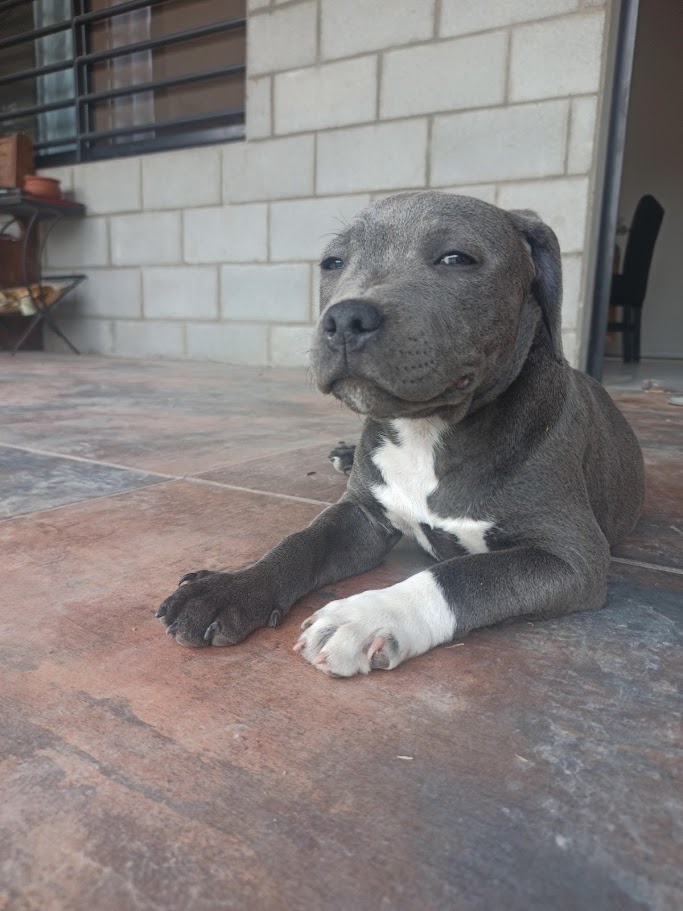 Laila, hembra Staffordshire Bull Terrier del criadero Shurima Klan