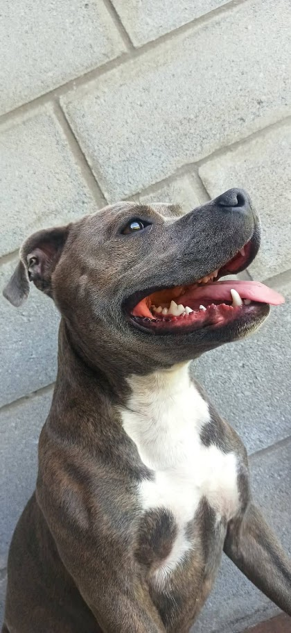 Staffordshire Bull Terrier del criadero Shurima Klan
