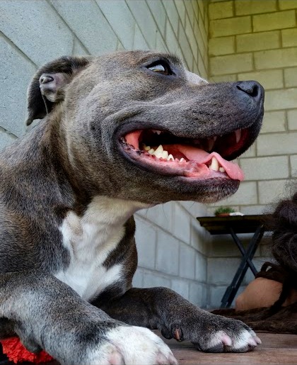 Kyra, hembra Staffordshire Bull Terrier del criadero Shurima Klan